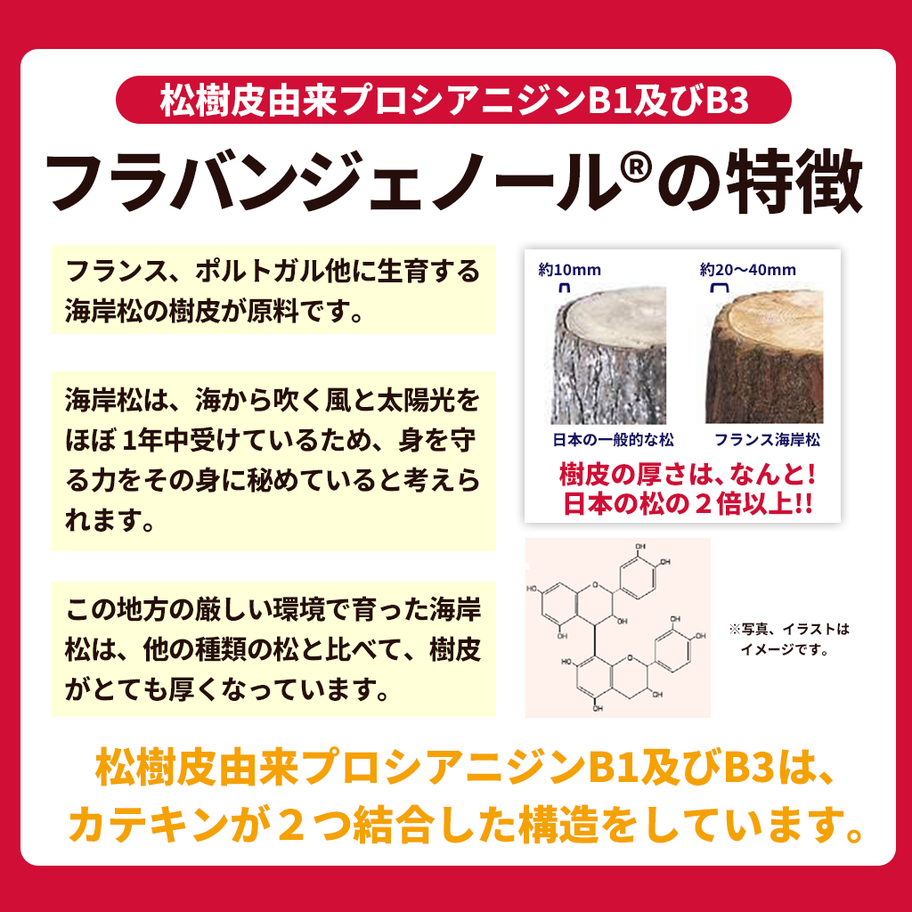 フランス海岸松抽出物