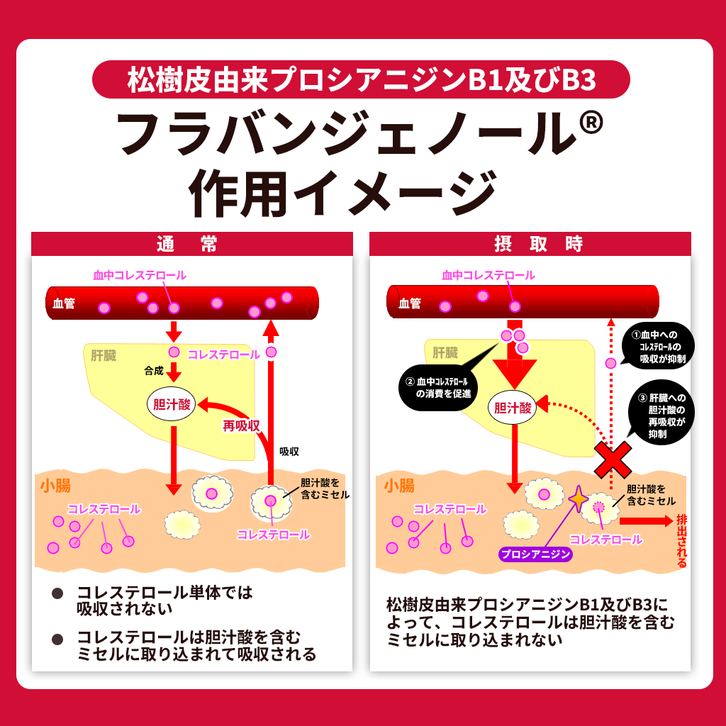 フランス海岸松抽出物