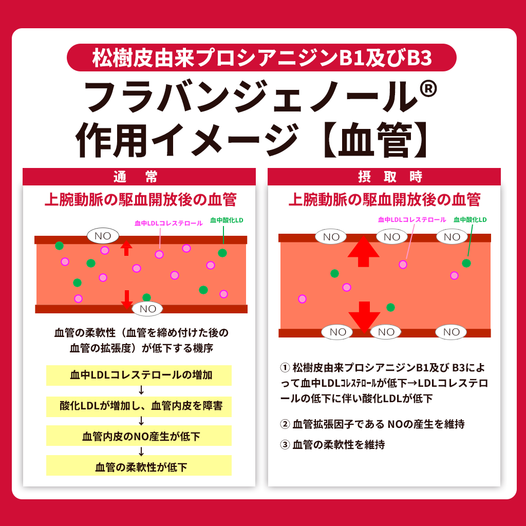 フランス海岸松抽出物