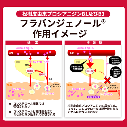 活力平衡生命支持补充剂 法国海岸松樹皮提取物