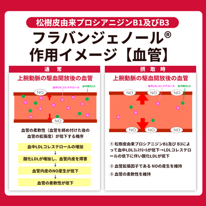 活力平衡生命支持补充剂 法国海岸松樹皮提取物